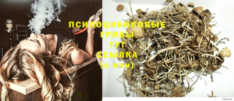 Псилоцибиновые грибы Psilocybe  закладки  Оса 